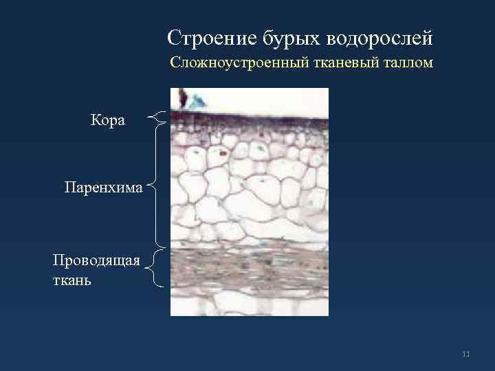 Строение бурых водорослей Сложноустроенный тканевый таллом Кора Паренхима Проводящая ткань 11 