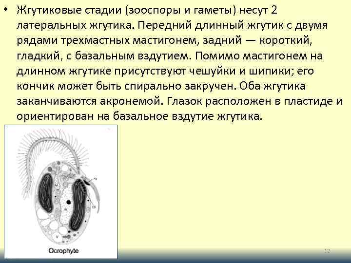  • Жгутиковые стадии (зооспоры и гаметы) несут 2 латеральных жгутика. Передний длинный жгутик