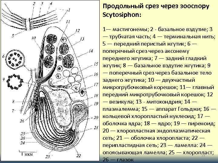 Продольный срез через зооспору Scytosiphon: 1— мастигонемы; 2 - базальное вздутие; 3 — трубчатая