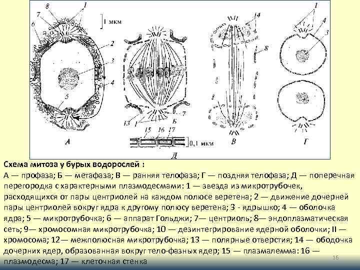 Схема митоза у бурых водорослей : А — профаза; Б — метафаза; В —