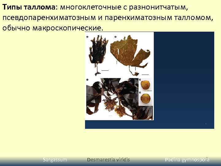 Типы таллома: многоклеточные с разнонитчатым, псевдопаренхиматозным и паренхиматозным талломом, обычно макроскопические. Undaria pinnatifida Sargassum