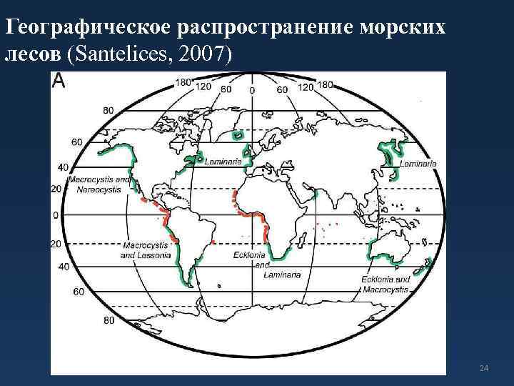 Географическое распространение морских лесов (Santelices, 2007) 24 