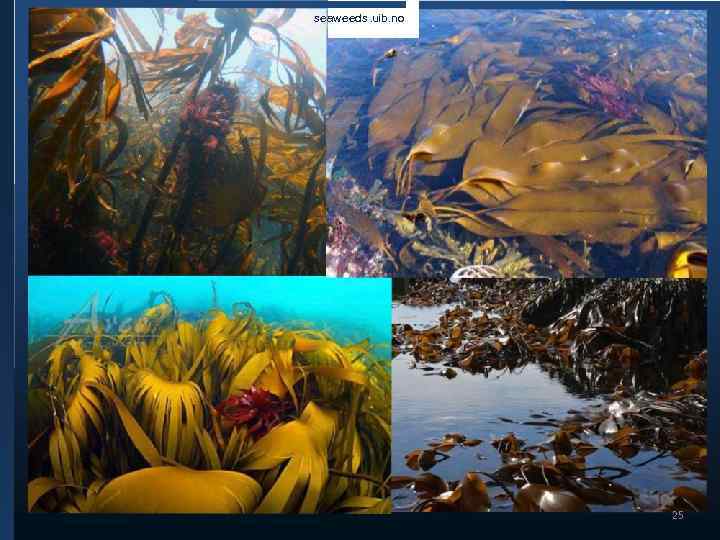 seaweeds. uib. no 25 