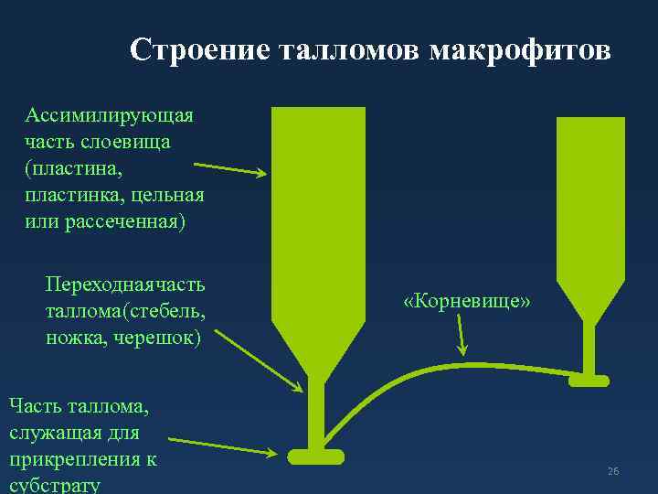 Тело представлено талломом