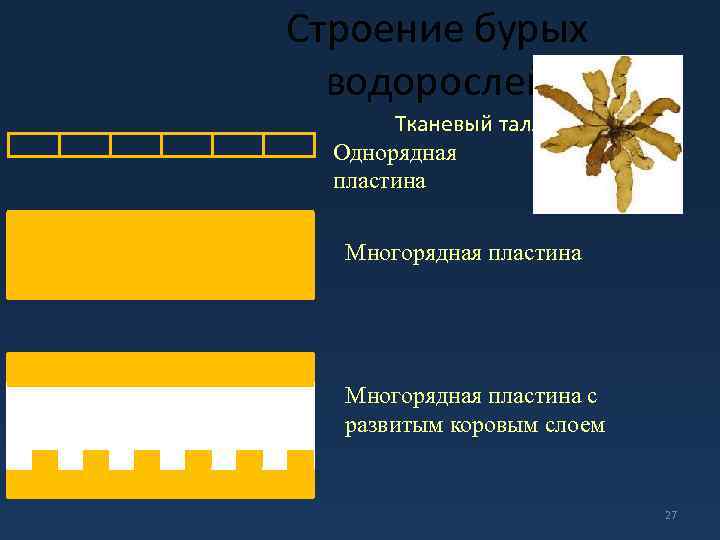 Строение бурых водорослей Тканевый таллом Однорядная пластина Многорядная пластина с развитым коровым слоем 27