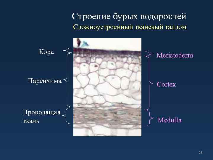 Строение бурых водорослей Сложноустроенный тканевый таллом Кора Паренхима Проводящая ткань Meristoderm Cortex Medulla 28