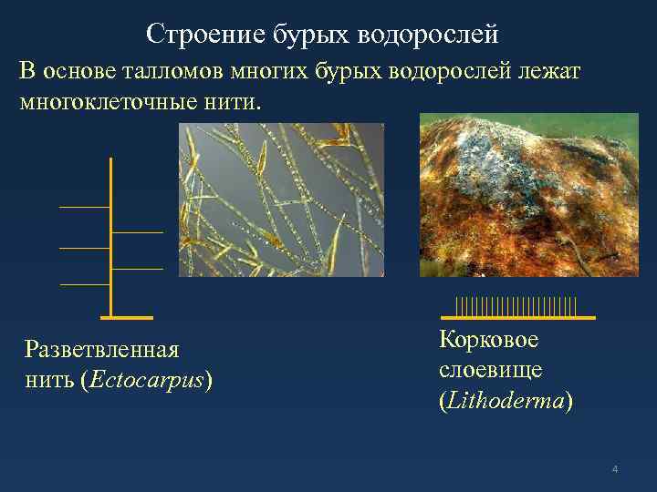 Строение бурых водорослей В основе талломов многих бурых водорослей лежат многоклеточные нити. Разветвленная нить