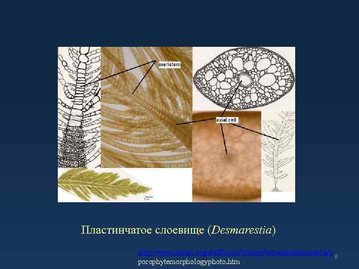 Пластинчатое слоевище (Desmarestia) http: //www. mbari. org/staff/conn/botany/browns/desmarestia/s 8 porophytemorphologyphoto. htm 