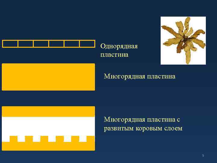 Однорядная пластина Многорядная пластина с развитым коровым слоем 9 