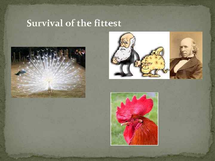 Survival of the fittest 