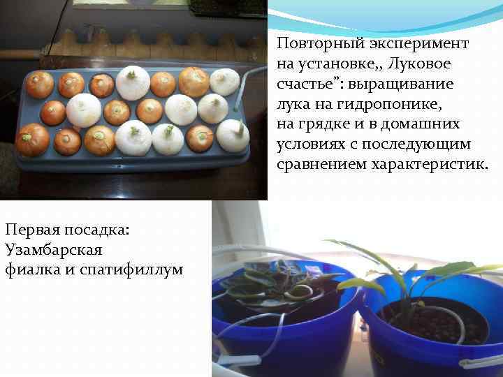 Повторный эксперимент на установке, , Луковое счастье”: выращивание лука на гидропонике, на грядке и