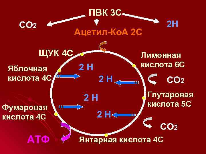 ПВК 3 С СО 2 2 Н Ацетил-Ко. А 2 С ЩУК 4 С