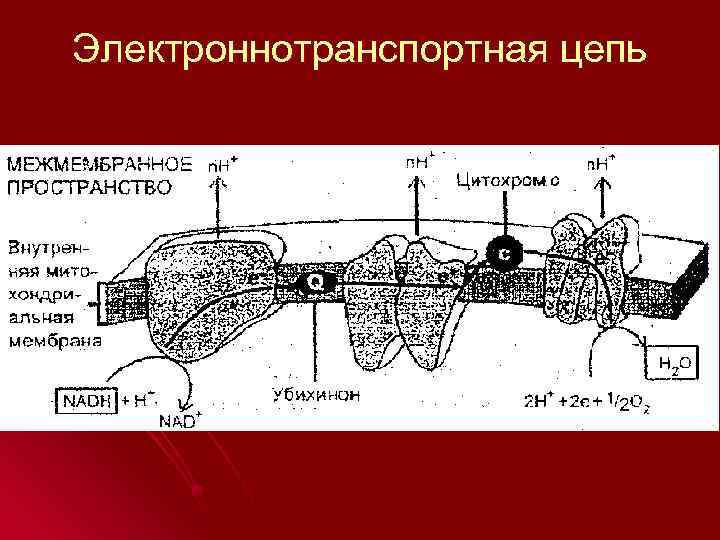 Электроннотранспортная цепь 