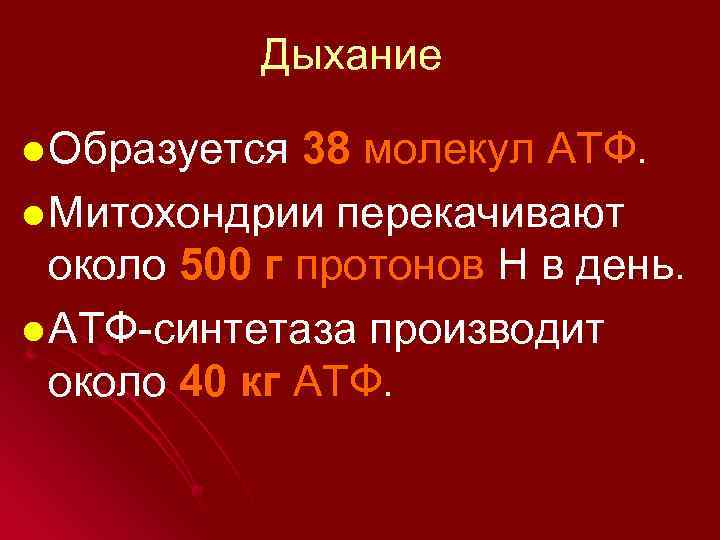 Дыхание l Образуется 38 молекул АТФ. l Митохондрии перекачивают около 500 г протонов Н