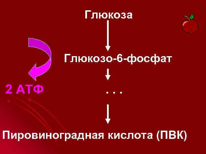 Глюкоза Глюкозо-6 -фосфат 2 АТФ . . . Пировиноградная кислота (ПВК) 