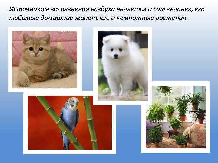 Источником загрязнения воздуха является и сам человек, его любимые домашние животные и комнатные растения.