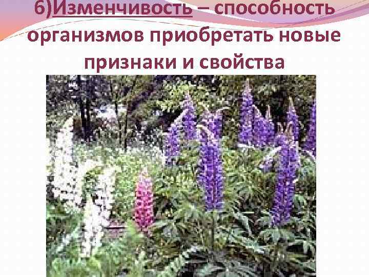 6)Изменчивость – способность организмов приобретать новые признаки и свойства 