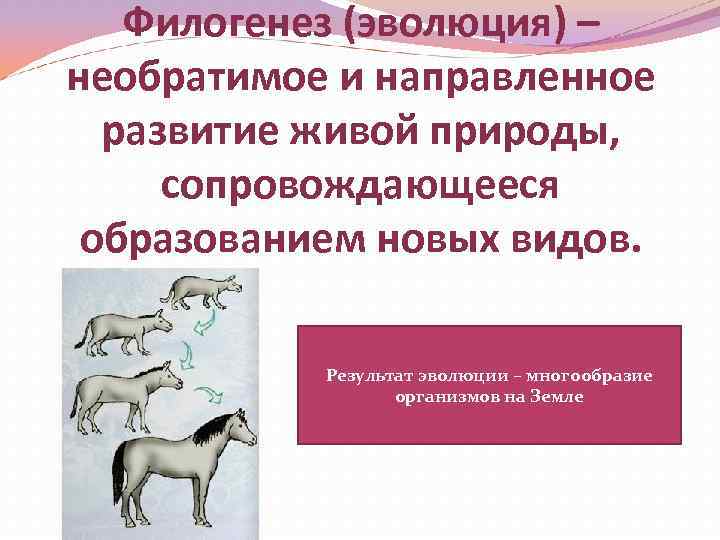 Какие свойства живых систем отображены на серии рисунков 1 5 раздражимость и самовоспроизведение