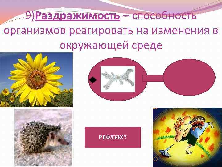 9)Раздражимость – способность организмов реагировать на изменения в окружающей среде РЕФЛЕКС! 