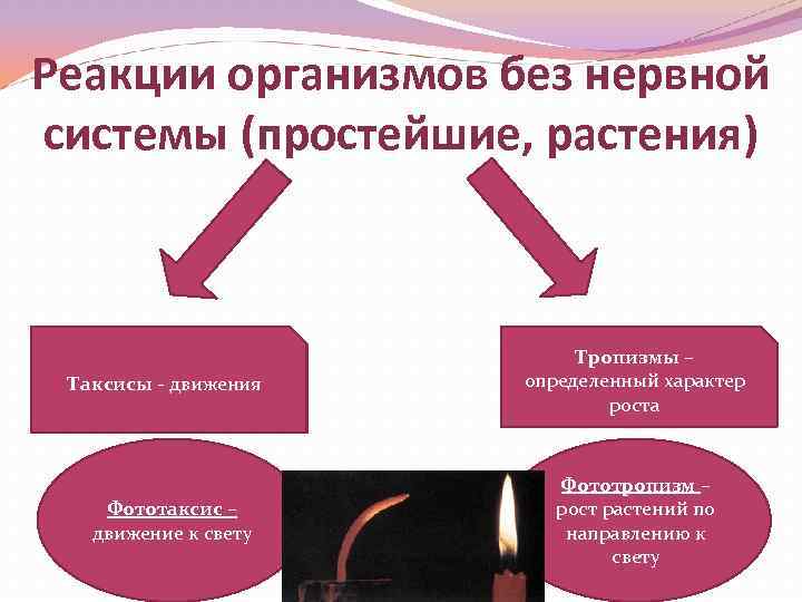 Реакции организмов без нервной системы (простейшие, растения) Таксисы - движения Фототаксис – движение к