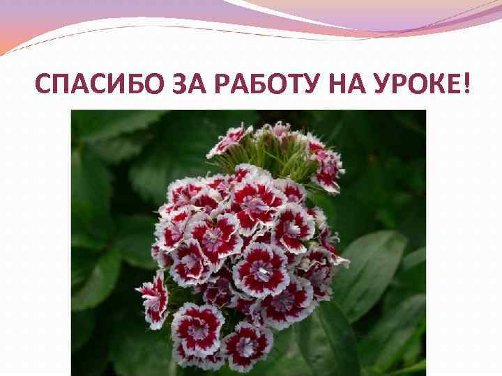 СПАСИБО ЗА РАБОТУ НА УРОКЕ! 