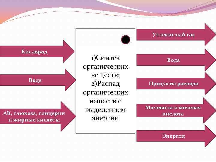 Углекислый газ Кислород Вода АК, глюкоза, глицерин и жирные кислоты 1)Синтез органических веществ; 2)Распад