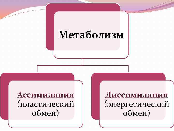 Метаболизм Ассимиляция (пластический обмен) Диссимиляция (энергетический обмен) 