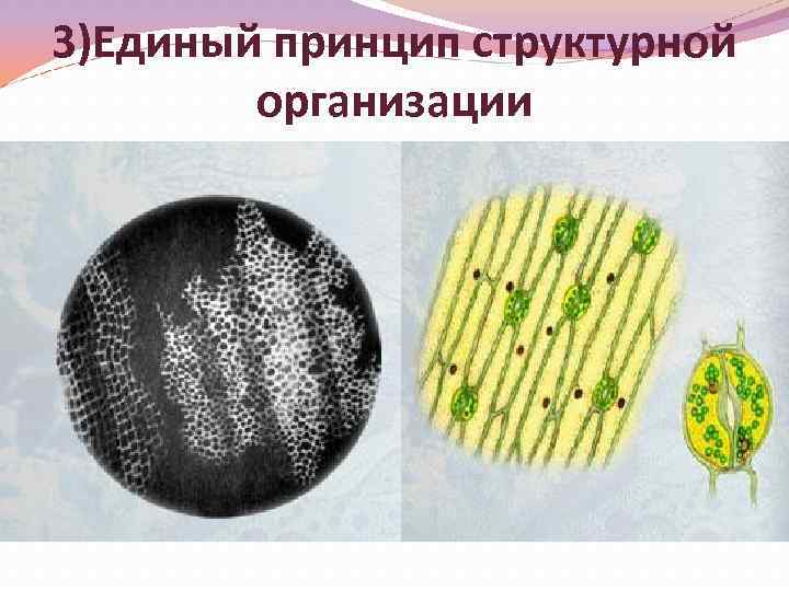 3)Единый принцип структурной организации 