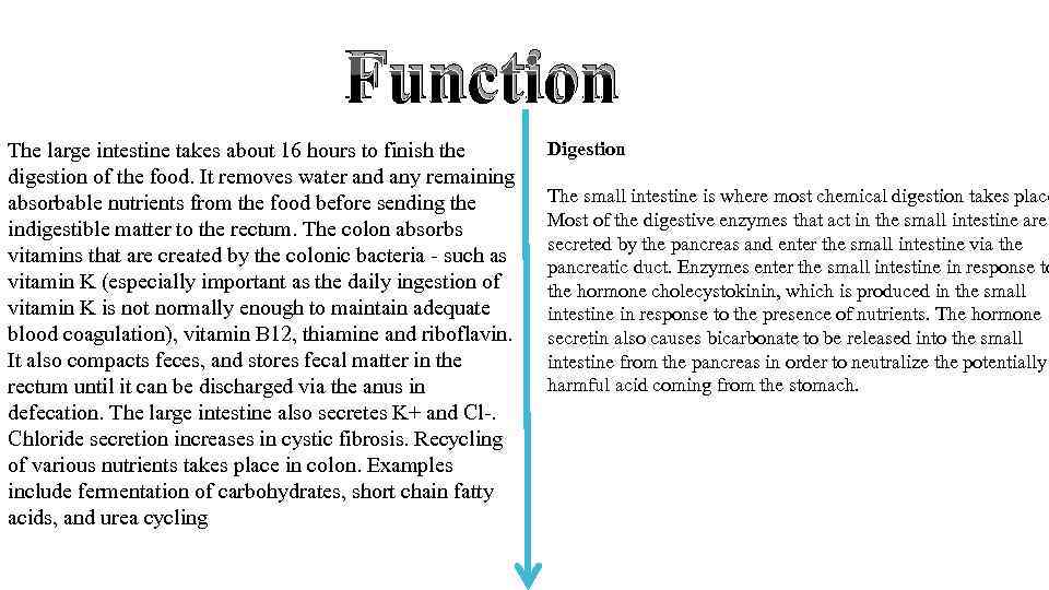 Function The large intestine takes about 16 hours to finish the digestion of the
