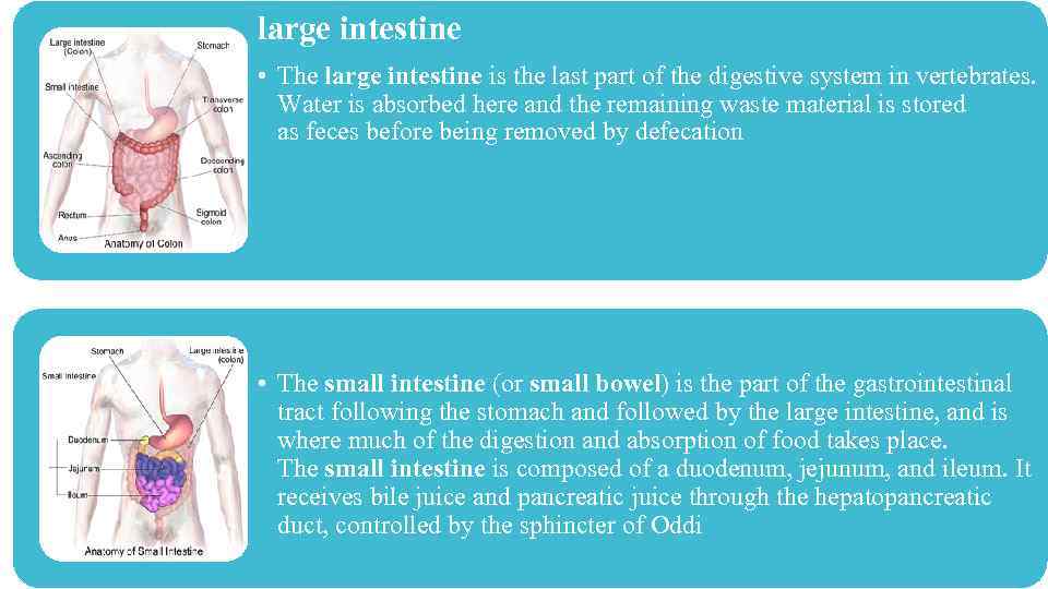 large intestine • The large intestine is the last part of the digestive system