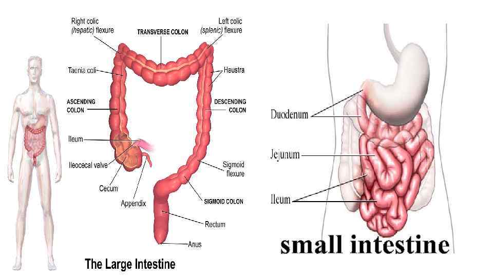 small intestine 