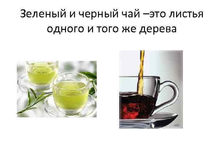 Зеленый и черный чай –это листья одного и того же дерева 