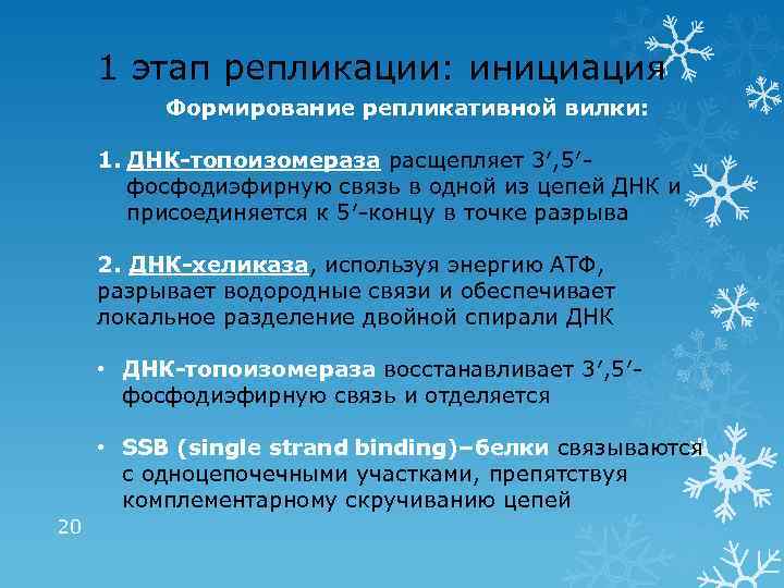 1 этап репликации: инициация Формирование репликативной вилки: 1. ДНК-топоизомераза расщепляет 3′, 5′фосфодиэфирную связь в