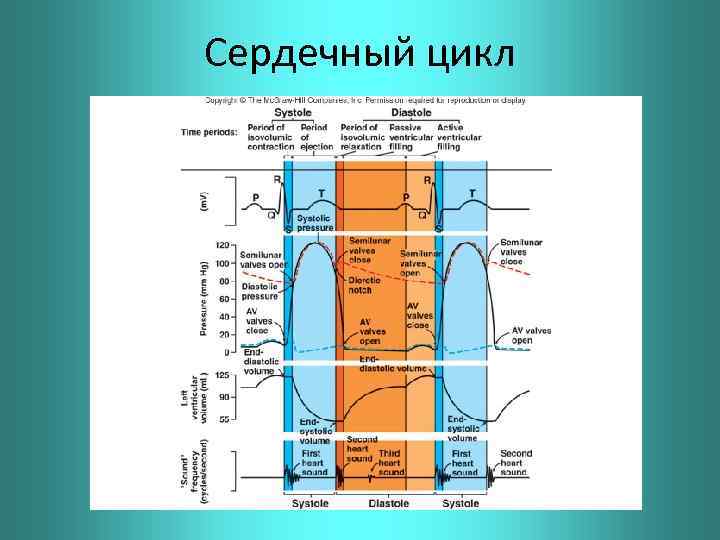 Сердечный цикл 