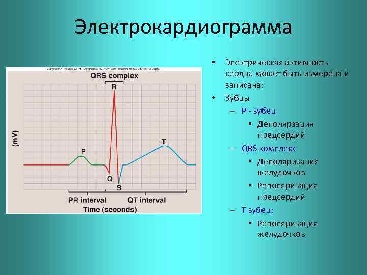 Электрокардиограмма • • Электрическая активность сердца может быть измерена и записана: Зубцы – Р