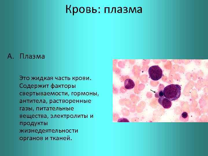 Кровь: плазма A. Плазма Это жидкая часть крови. Содержит факторы свертываемости, гормоны, антитела, растворенные