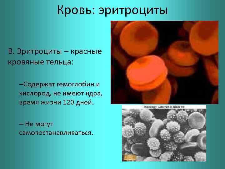 Кровь: эритроциты B. Эритроциты – красные кровяные тельца: –Содержат гемоглобин и кислород, не имеют