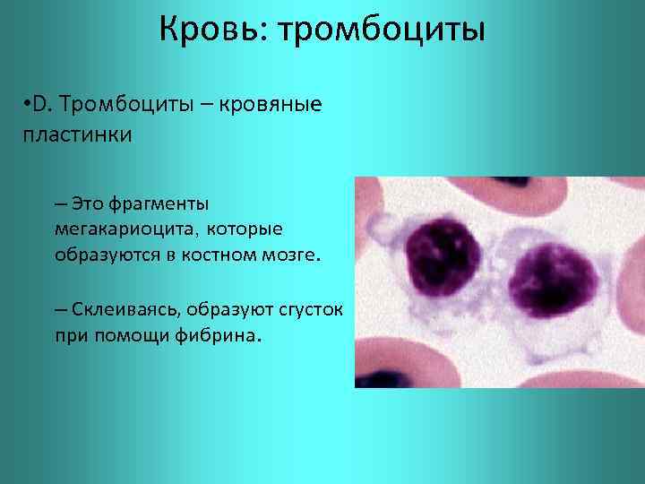 Кровь: тромбоциты • D. Тромбоциты – кровяные пластинки – Это фрагменты мегакариоцита, которые образуются