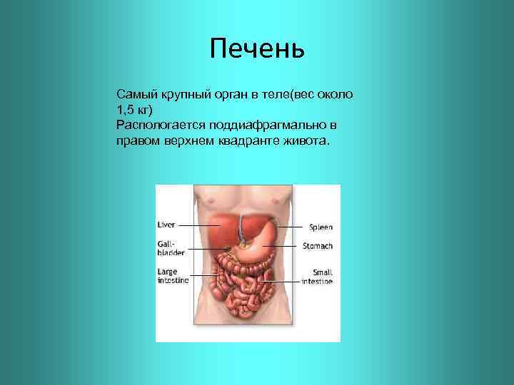 Печень Самый крупный орган в теле(вес около 1, 5 кг) Распологается поддиафрагмально в правом