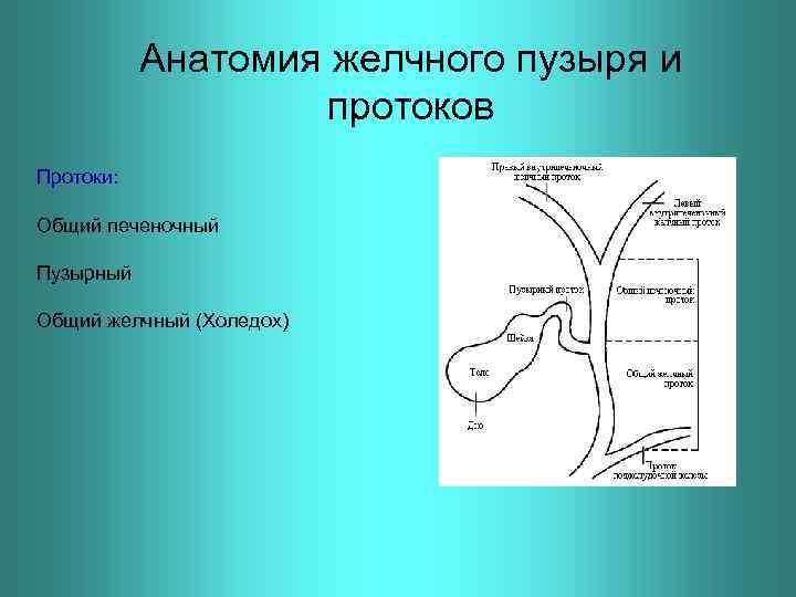 Анатомия желчного пузыря и протоков Протоки: Общий печеночный Пузырный Общий желчный (Холедох) 
