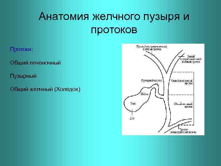 Желчные протоки анатомия человека схема расположения