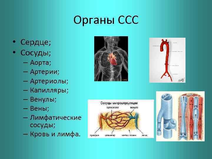 Кровеносная система сердце вены артерии капилляры. Аорта сосуды артерии. Аорта артерии капилляры. Аорта артерии капилляры вены. Аорта артерии артериолы.