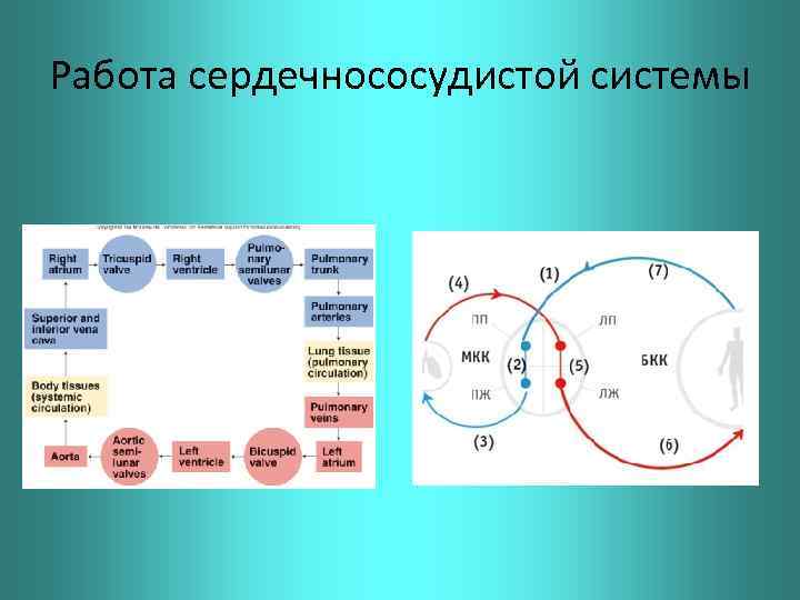 Работа сердечнососудистой системы 