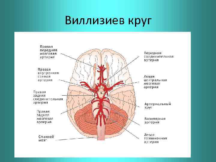 Виллизиев круг 