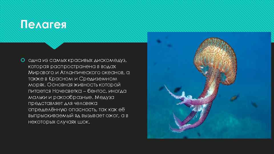 Пелагея одна из самых красивых дискомедуз, которая распространена в водах Мирового и Атлантического океанов,