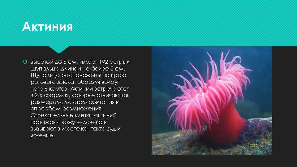 Актиния высотой до 6 см, имеет 192 острых щупальца длиной не более 2 см.