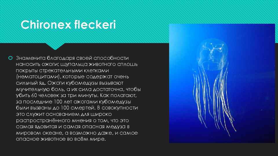 Chironex fleckeri Знаменита благодаря своей способности наносить ожоги; щупальца животного сплошь покрыты стрекательными клетками