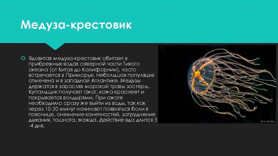 Медуза-крестовик Ядовитая медуза-крестовик обитает в прибрежных водах северной части Тихого океана (от Китая до