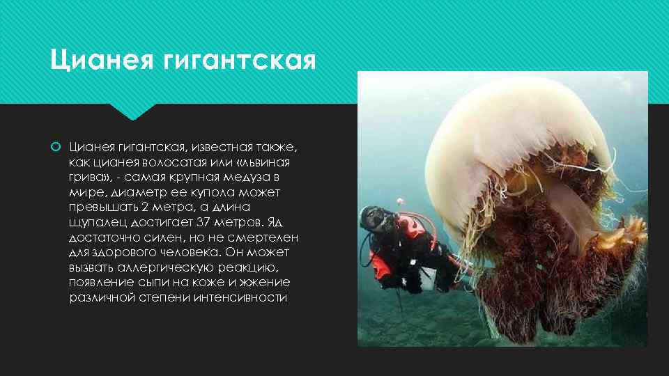 Цианея гигантская Цианея гигантская, известная также, как цианея волосатая или «львиная грива» , -