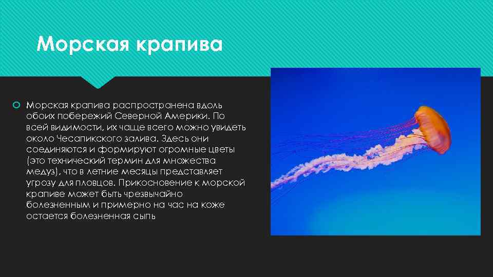 Морская крапива распространена вдоль обоих побережий Северной Америки. По всей видимости, их чаще всего